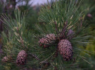 Pinus densiflora (Sosna gęstokwiatowa) ‚Oculus Draconis’