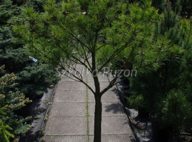 Pinus densiflora (sosna gęstokwiatowa) ‚Umbraculifera’