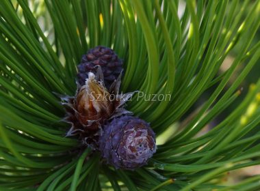 Pinus heldreichii (sosna bośniacka) ‚Leucodermis’