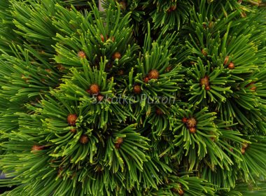 Pinus mugo (Sosna górska) 'Picobello'