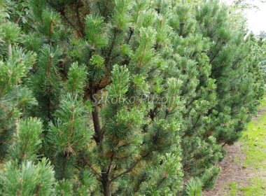 Pinus mugo (Sosna górska) ‘Pal Maleter’