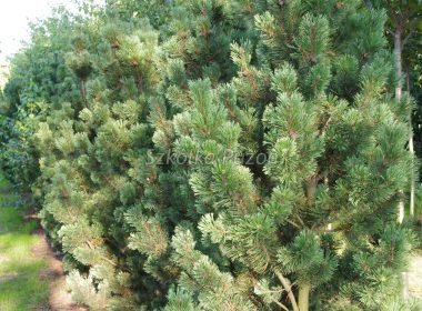 Pinus mugo (Sosna górska) ‘Pal Maleter’