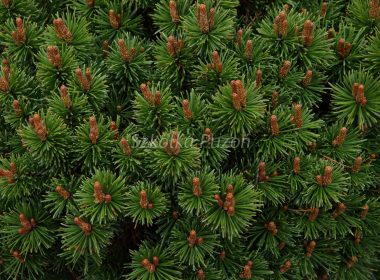 Pinus mugo (sosna górska) ‚Litomysl’