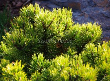 Pinus mugo (sosna górska) ‚Ophir’
