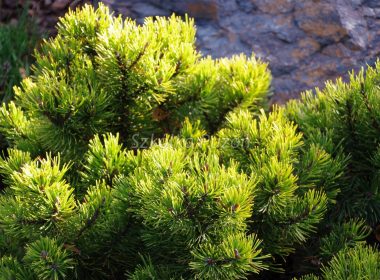 Pinus mugo (sosna górska) ‚Ophir’
