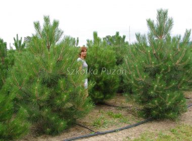 Pinus nigra (sosna czarna) ‚Austriaca’