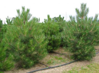 Pinus nigra (sosna czarna) ‚Austriaca’