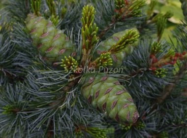 Pinus parviflora (sosna drobnokwiatowa) ‚Glauca’