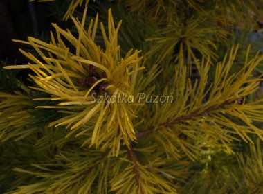 Pinus sylvestris (sosna pospolita) ‚Gold Coin’