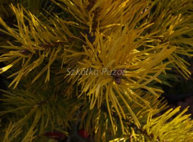Pinus sylvestris (sosna pospolita) ‚Gold Coin’