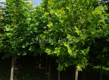 Platanus x hispanica (platan klonolistny) ‚Acerifolia’