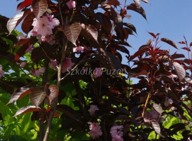 Prunus serrulata (Wiśnia piłkowana) 'Royal Burgundy'