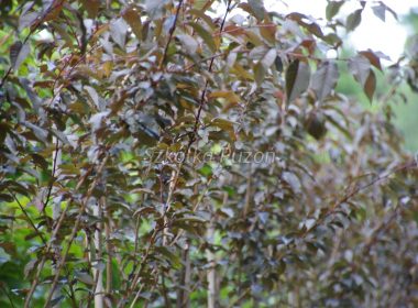 Prunus serrulata (Wiśnia piłkowana) 'Royal Burgundy'