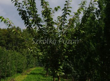 Prunus serrulata (wiśnia piłkowana) ‚Kanzan’