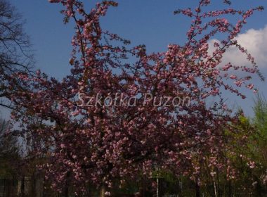 Prunus serrulata (wiśnia piłkowana) ‚Kiku-shidare’