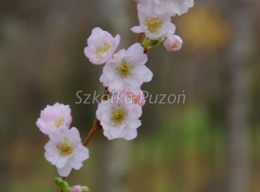 Prunus subhirtella (Wiśnia różowa) ’Autumnalis Rosea’ (jesień)