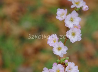 Prunus subhirtella (Wiśnia różowa) ’Autumnalis Rosea’ (jesień)