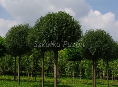 Prunus x eminens (Wiśnia osobliwa) 'Umbraculifera’
