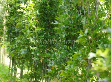 Quercus palustris (Dąb błotny) 'Green Pillar'