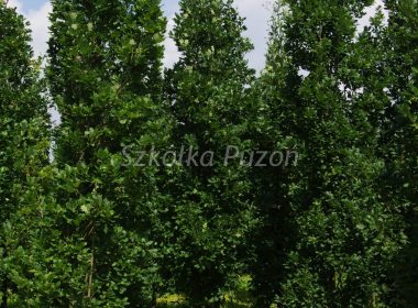 Quercus robur (dąb szypułkowy) ‚Fastigiata’