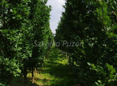 Quercus robur (dąb szypułkowy) ‚Fastigiata’