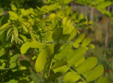 Robinia pseudoacacia (robinia akacjowa) ‚Frisia’