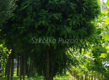 Robinia pseudoacacia (robinia akacjowa) ‚Umbraculifera’