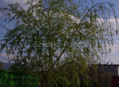 Salix alba (wierzba biała) ‚Tristis’