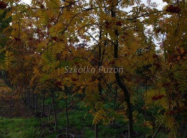 Sorbus aucuparia (Jarząb pospolity) (jesień)
