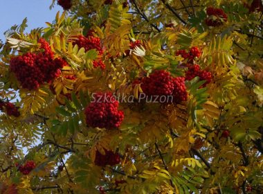 Sorbus aucuparia (Jarząb pospolity) (jesień)