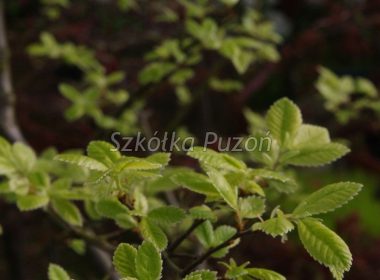 Ulmus parvifolia (Wiąz drobnolistny) ‚Geisha’ (wiosna)